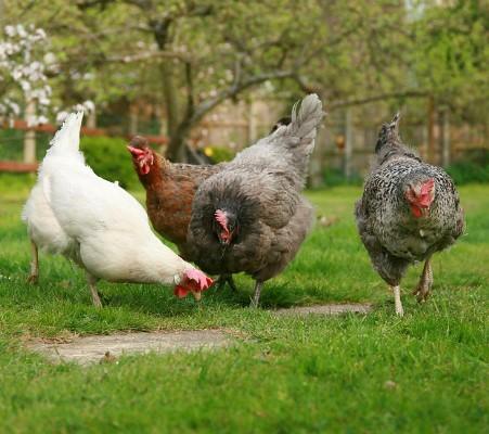 CDC Confirms New Salmonella Outbreak Linked to Backyard Poultry: Essential Safety Tips for Owners